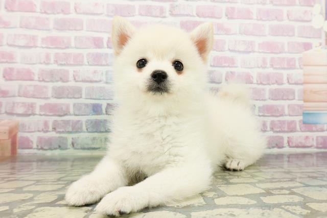 宮城県のポメ柴/豆ポメ/ポメ豆柴(ポメラニアン×柴犬) (Coo&RIKU仙台太白店/2026年2月21日生まれ/女の子/白)の子犬の2枚目の画像