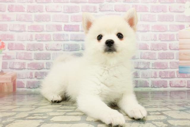 宮城県のポメ柴/豆ポメ/ポメ豆柴(ポメラニアン×柴犬) (Coo&RIKU仙台太白店/2026年2月21日生まれ/女の子/白)の子犬の3枚目の画像
