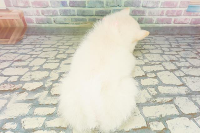 宮城県のポメ柴/豆ポメ/ポメ豆柴(ポメラニアン×柴犬) (Coo&RIKU仙台太白店/2026年2月21日生まれ/女の子/白)の子犬の4枚目の画像