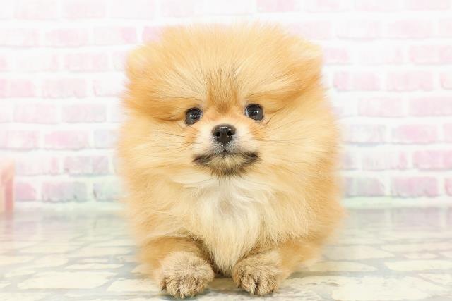 埼玉県のポメラニアン (Coo&RIKU桶川店/2026年2月22日生まれ/男の子/オレンジ)の子犬の1枚目の画像