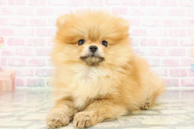 埼玉県のポメラニアン (Coo&RIKU桶川店/2026年2月22日生まれ/男の子/オレンジ)の子犬の2枚目の画像