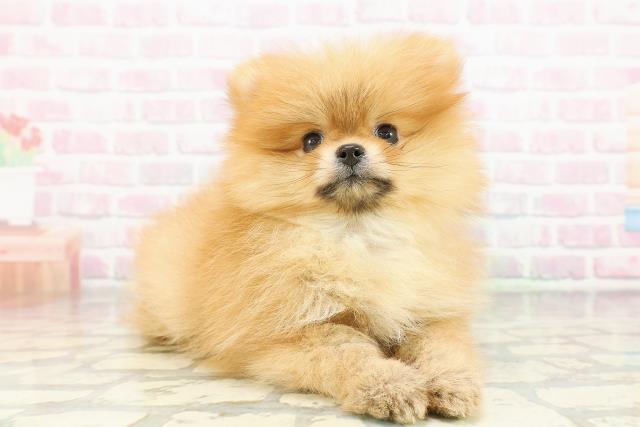 埼玉県のポメラニアン (Coo&RIKU桶川店/2026年2月22日生まれ/男の子/オレンジ)の子犬の3枚目の画像