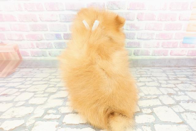 埼玉県のポメラニアン (Coo&RIKU桶川店/2026年2月22日生まれ/男の子/オレンジ)の子犬の4枚目の画像