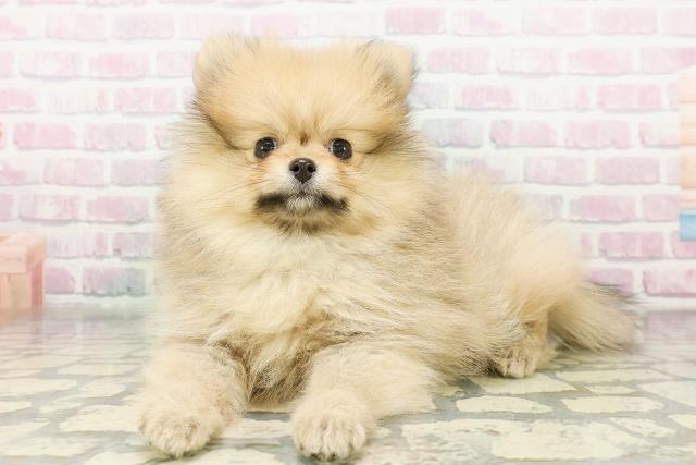 埼玉県のポメラニアン (Coo&RIKU草加バイパス店/2026年2月22日生まれ/女の子/ウルフセーブル)の子犬の2枚目の画像