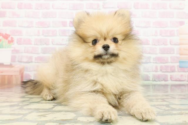 埼玉県のポメラニアン (Coo&RIKU草加バイパス店/2026年2月22日生まれ/女の子/ウルフセーブル)の子犬の3枚目の画像