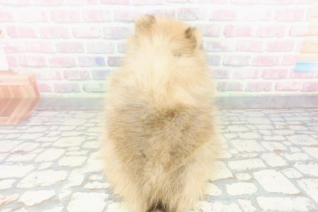 埼玉県のポメラニアン (Coo&RIKU草加バイパス店/2026年2月22日生まれ/女の子/ウルフセーブル)の子犬の4枚目の画像