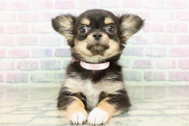 千葉県のチワワ(ロング) (Coo&RIKU南柏店/2026年2月9日生まれ/女の子/ブラックタンホワイト)の子犬の1枚目の画像