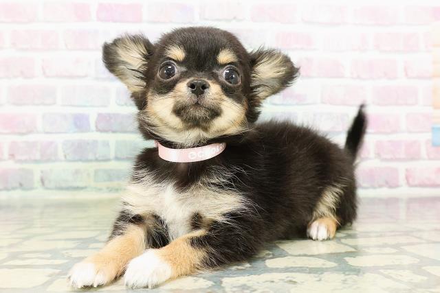 千葉県のチワワ(ロング) (Coo&RIKU南柏店/2026年2月9日生まれ/女の子/ブラックタンホワイト)の子犬の2枚目の画像