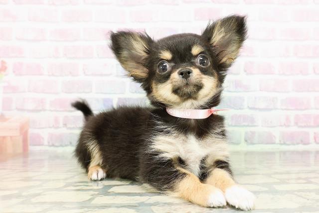 千葉県のチワワ(ロング) (Coo&RIKU南柏店/2026年2月9日生まれ/女の子/ブラックタンホワイト)の子犬の3枚目の画像