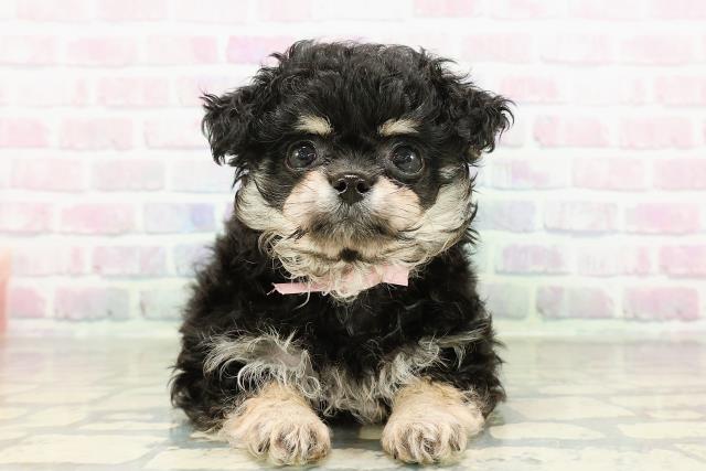 宮城県のチワプー/プーチー(チワワ×プードル) (Coo&RIKU仙台太白店/2026年2月18日生まれ/女の子/ブラックタン)の子犬の1枚目の画像