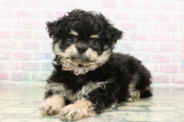 宮城県のチワプー/プーチー(チワワ×プードル) (Coo&RIKU仙台太白店/2026年2月18日生まれ/女の子/ブラックタン)の子犬の2枚目の画像