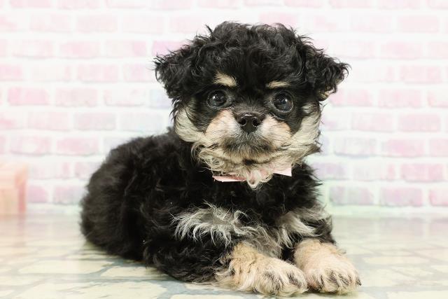 宮城県のチワプー/プーチー(チワワ×プードル) (Coo&RIKU仙台太白店/2026年2月18日生まれ/女の子/ブラックタン)の子犬の3枚目の画像