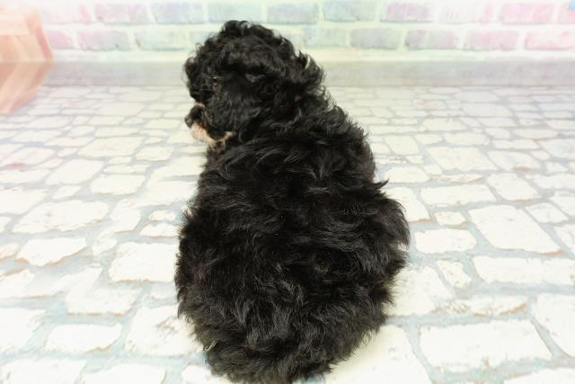 宮城県のチワプー/プーチー(チワワ×プードル) (Coo&RIKU仙台太白店/2026年2月18日生まれ/女の子/ブラックタン)の子犬の4枚目の画像