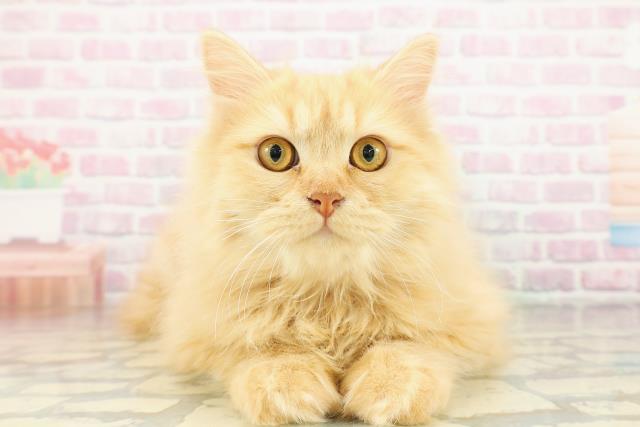 福島県のサイベリアン (Coo&RIKU福島店/2025年10月10日生まれ/男の子/レッドタビー)の子猫