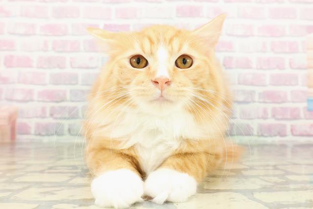 千葉県のラガマフィン (Coo&RIKU南柏店/2025年12月3日生まれ/男の子/レッドタビーホワイト)の子猫の1枚目の画像