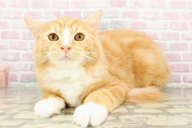 千葉県のラガマフィン (Coo&RIKU南柏店/2025年12月3日生まれ/男の子/レッドタビーホワイト)の子猫の2枚目の画像