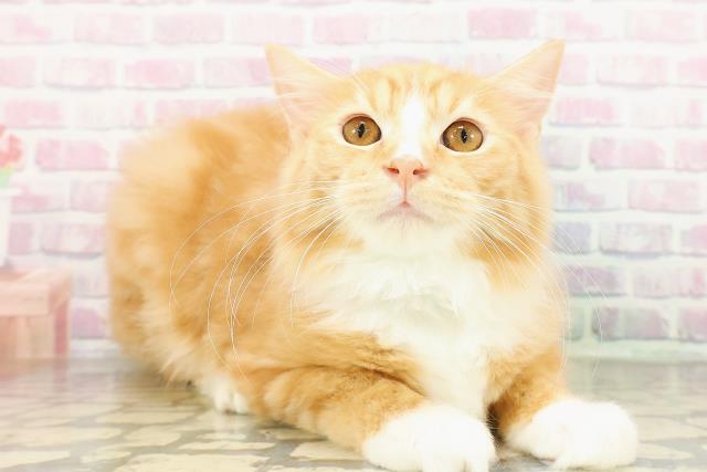 千葉県のラガマフィン (Coo&RIKU南柏店/2025年12月3日生まれ/男の子/レッドタビーホワイト)の子猫の3枚目の画像