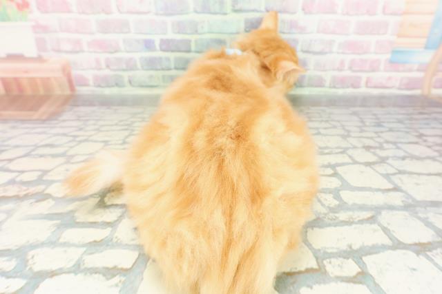 千葉県のラガマフィン (Coo&RIKU南柏店/2025年12月3日生まれ/男の子/レッドタビーホワイト)の子猫の4枚目の画像