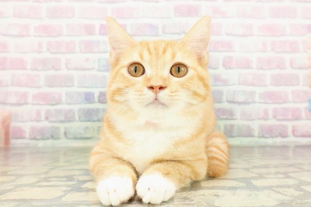 宮城県のマンチカン (Coo&RIKU仙台太白店/2025年11月20日生まれ/女の子/レッドタビーホワイト)の子猫の1枚目の画像