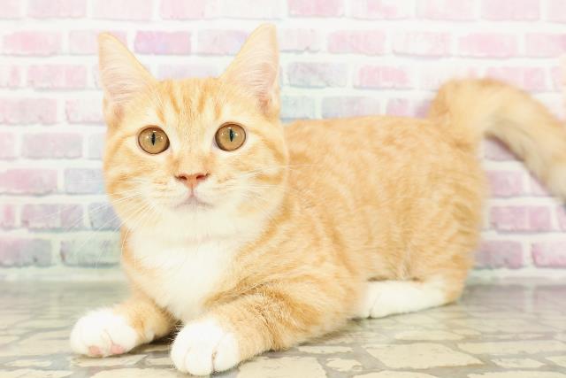 宮城県のマンチカン (Coo&RIKU仙台太白店/2025年11月20日生まれ/女の子/レッドタビーホワイト)の子猫の2枚目の画像