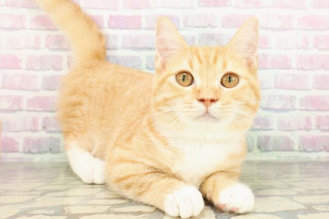 宮城県のマンチカン (Coo&RIKU仙台太白店/2025年11月20日生まれ/女の子/レッドタビーホワイト)の子猫の3枚目の画像
