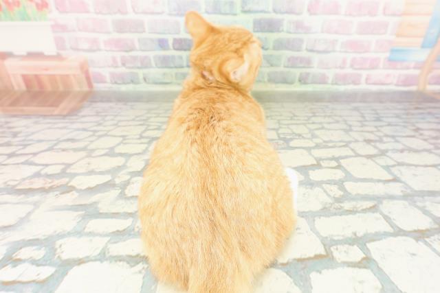宮城県のマンチカン (Coo&RIKU仙台太白店/2025年11月20日生まれ/女の子/レッドタビーホワイト)の子猫の4枚目の画像