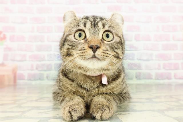 千葉県のアメリカンカール (Coo&RIKU南柏店/2025年12月15日生まれ/女の子/ブラウンタビー)の子猫の1枚目の画像