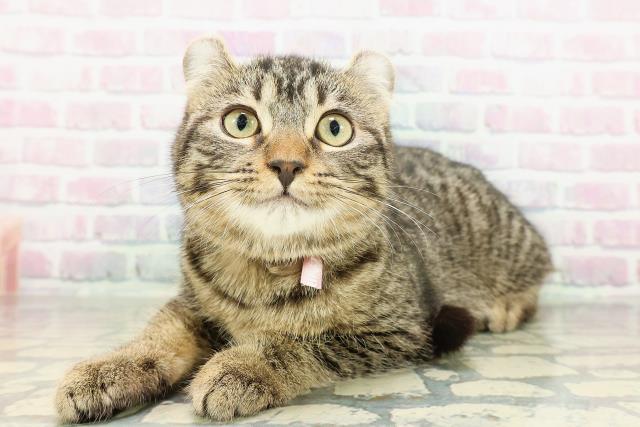 千葉県のアメリカンカール (Coo&RIKU南柏店/2025年12月15日生まれ/女の子/ブラウンタビー)の子猫の2枚目の画像