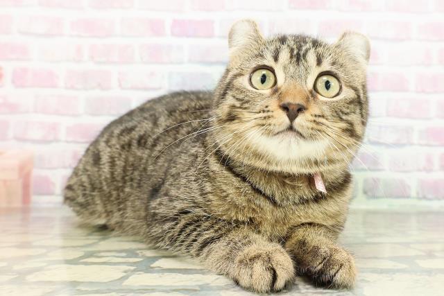 千葉県のアメリカンカール (Coo&RIKU南柏店/2025年12月15日生まれ/女の子/ブラウンタビー)の子猫の3枚目の画像