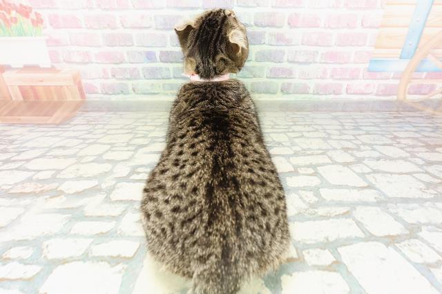 千葉県のアメリカンカール (Coo&RIKU南柏店/2025年12月15日生まれ/女の子/ブラウンタビー)の子猫の4枚目の画像