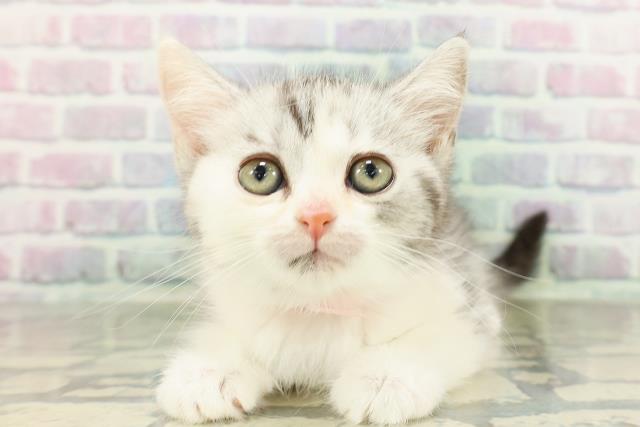 千葉県のスコティッシュフォールド (Coo&RIKU南柏店/2026年2月20日生まれ/女の子/シルバーパッチドタビーホワイト)の子猫の1枚目の画像