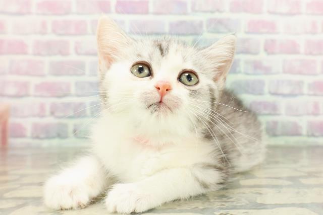 千葉県のスコティッシュフォールド (Coo&RIKU南柏店/2026年2月20日生まれ/女の子/シルバーパッチドタビーホワイト)の子猫の2枚目の画像