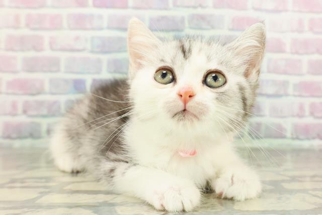 千葉県のスコティッシュフォールド (Coo&RIKU南柏店/2026年2月20日生まれ/女の子/シルバーパッチドタビーホワイト)の子猫の3枚目の画像