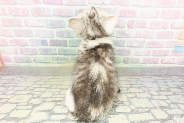 千葉県のスコティッシュフォールド (Coo&RIKU南柏店/2026年2月20日生まれ/女の子/シルバーパッチドタビーホワイト)の子猫の4枚目の画像