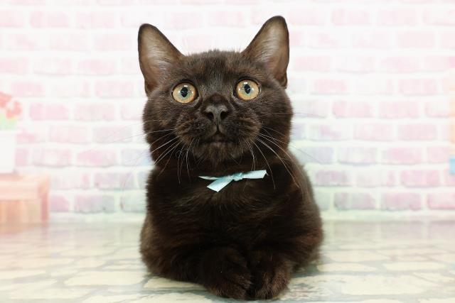 埼玉県のマンチカン (Coo&RIKU春日部店/2025年8月11日生まれ/男の子/ブラック)の子猫の1枚目の画像