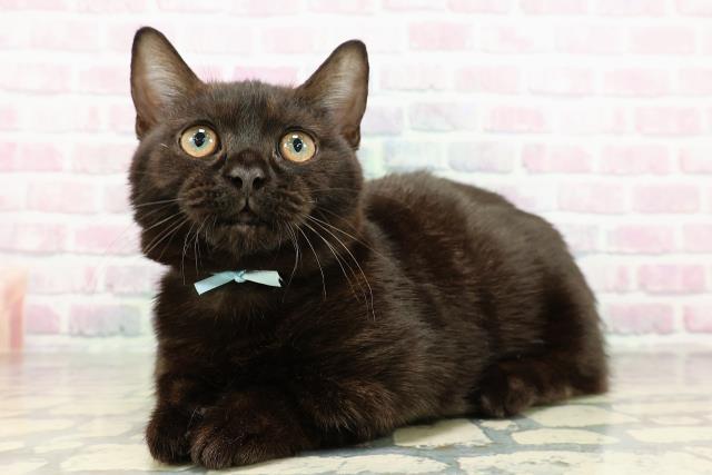 埼玉県のマンチカン (Coo&RIKU春日部店/2025年8月11日生まれ/男の子/ブラック)の子猫の2枚目の画像