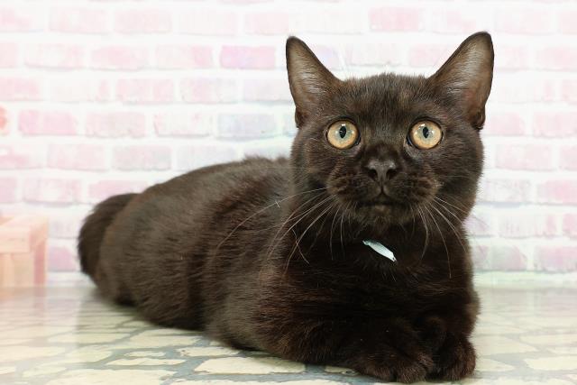 埼玉県のマンチカン (Coo&RIKU春日部店/2025年8月11日生まれ/男の子/ブラック)の子猫の3枚目の画像