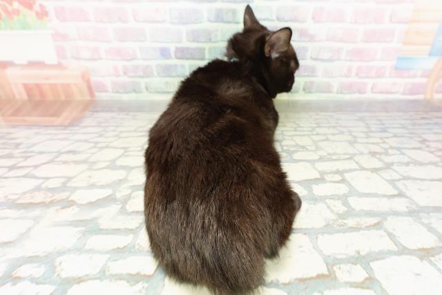 埼玉県のマンチカン (Coo&RIKU春日部店/2025年8月11日生まれ/男の子/ブラック)の子猫の4枚目の画像