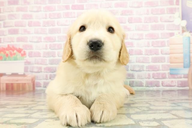 広島県のゴールデンレトリバー (Coo&RIKU広島中央店/2025年12月23日生まれ/男の子/ゴールデン)の子犬