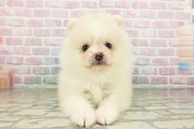 茨城県のポメラニアン (Coo&RIKUコメリパワーつくば西店/2026年2月23日生まれ/男の子/クリーム)の子犬
