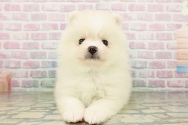 神奈川県のポメラニアン (Coo&RIKUパウ川崎店/2026年2月23日生まれ/男の子/クリーム)の子犬の1枚目の画像