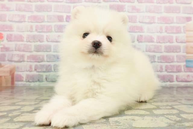 神奈川県のポメラニアン (Coo&RIKUパウ川崎店/2026年2月23日生まれ/男の子/クリーム)の子犬の2枚目の画像