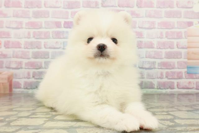 神奈川県のポメラニアン (Coo&RIKUパウ川崎店/2026年2月23日生まれ/男の子/クリーム)の子犬の3枚目の画像