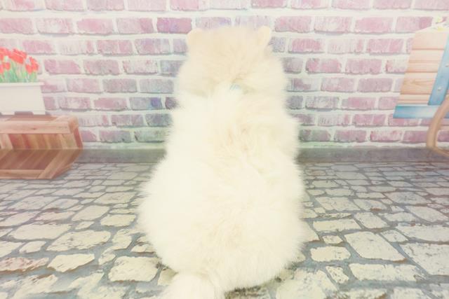 神奈川県のポメラニアン (Coo&RIKUパウ川崎店/2026年2月23日生まれ/男の子/クリーム)の子犬の4枚目の画像