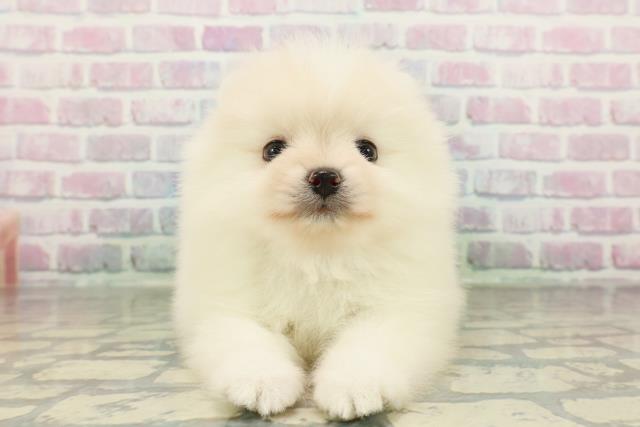 東京都のポメラニアン (Coo&RIKU中野サンモール店/2026年2月23日生まれ/男の子/クリーム)の子犬の1枚目の画像