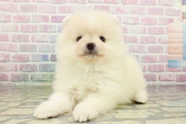 東京都のポメラニアン (Coo&RIKU中野サンモール店/2026年2月23日生まれ/男の子/クリーム)の子犬の2枚目の画像