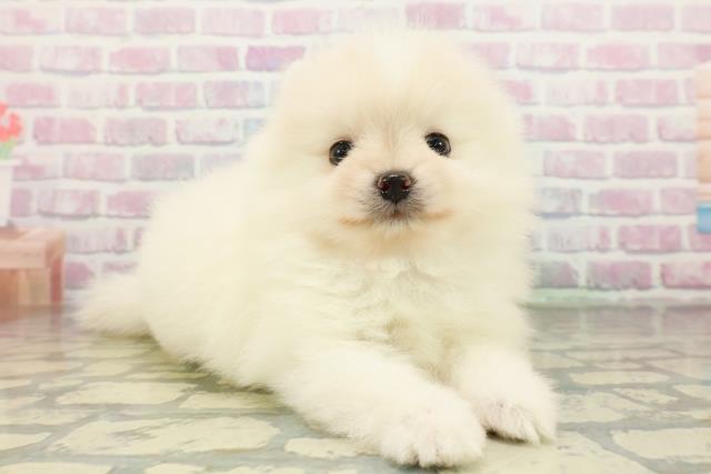 東京都のポメラニアン (Coo&RIKU中野サンモール店/2026年2月23日生まれ/男の子/クリーム)の子犬の3枚目の画像