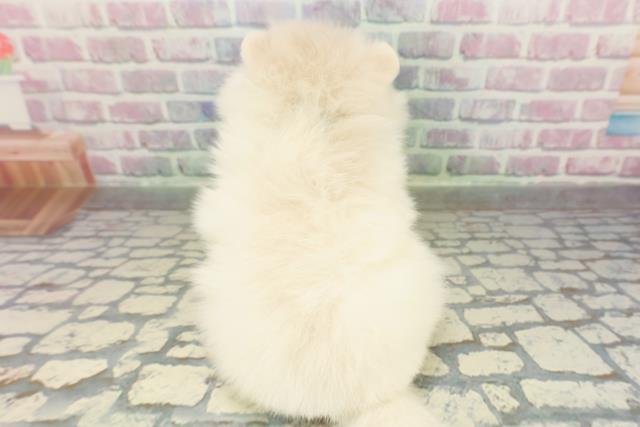 東京都のポメラニアン (Coo&RIKU中野サンモール店/2026年2月23日生まれ/男の子/クリーム)の子犬の4枚目の画像