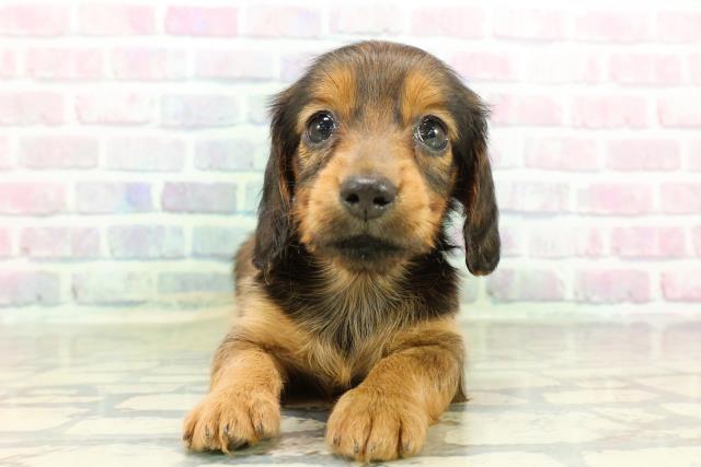 ミニチュア・ダックスフンド