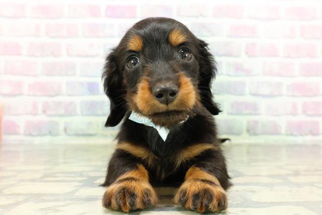 東京都のミニチュアダックスフンド(ロング) (Coo&RIKU江戸川店/2026年2月25日生まれ/男の子/ブラックタン)の子犬